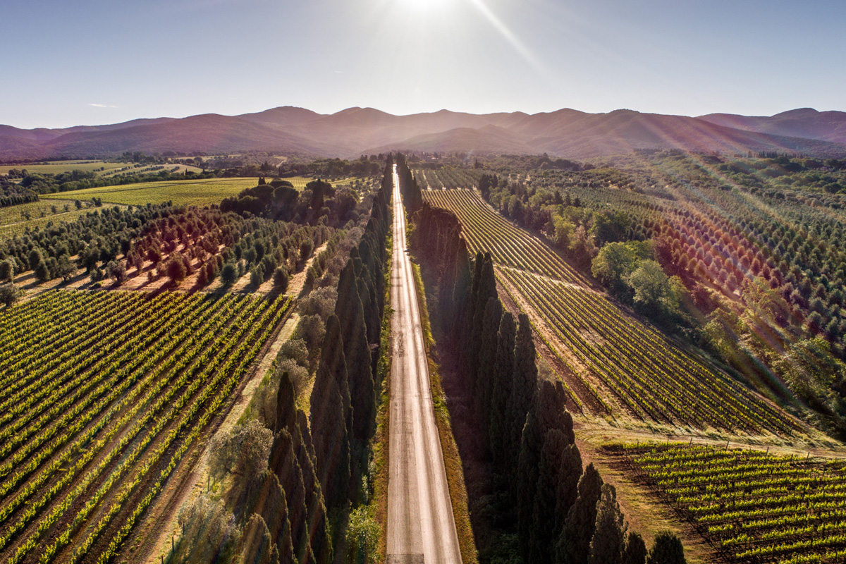viale dei cipressi bird's eye view with vineyards on the sides