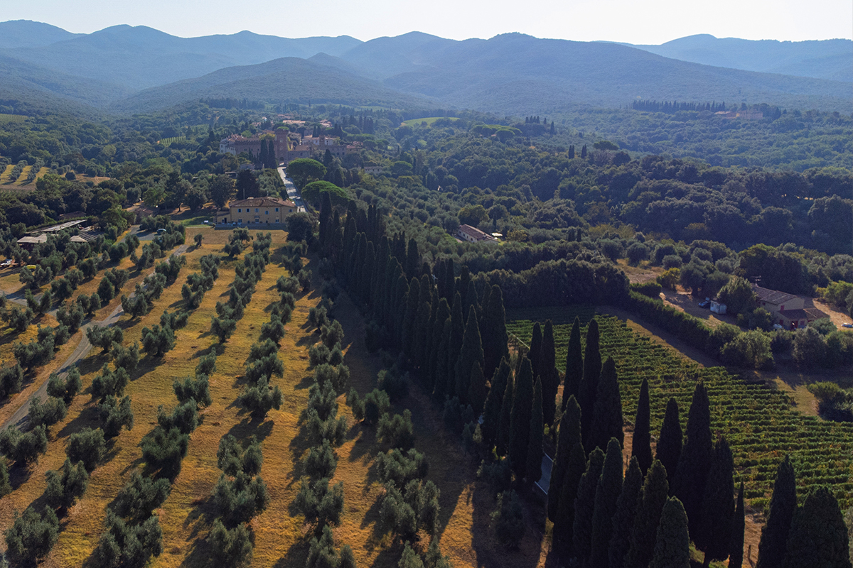 hands with ground from Bolgheri