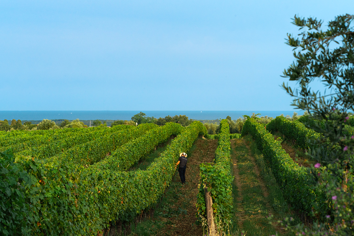 rows of the vineyard